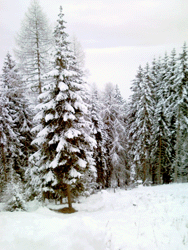 Hochrindl
                          2011-2012